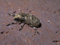 Euparius marmoreus