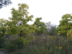 Catalpa speciosa