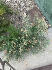 Sphaeralcea munroana