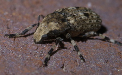 Euparius marmoreus
