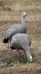 Cereopsis novaehollandiae