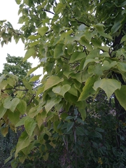 Catalpa speciosa