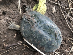 Kinosternon integrum