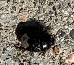 Pangaeus bilineatus