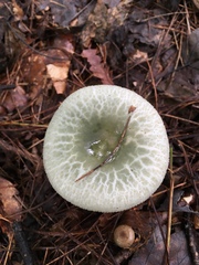 Russula crustosa