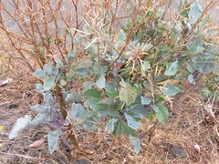 Brassica oleracea