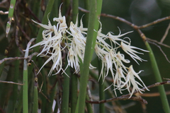 Dendrobium teretifolium