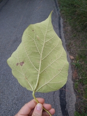 Catalpa speciosa