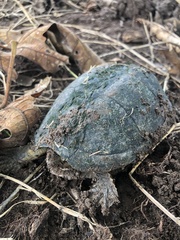 Kinosternon integrum