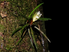 Maxillaria uncata