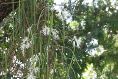 Dendrobium teretifolium