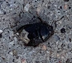 Pangaeus bilineatus