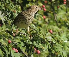 Emberiza calandra