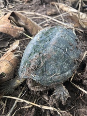 Kinosternon integrum