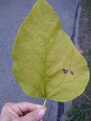 Catalpa speciosa