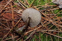 Arrhenia epichysium