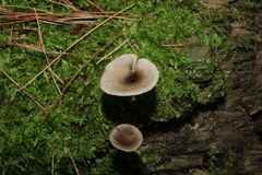 Arrhenia epichysium