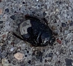 Pangaeus bilineatus
