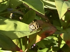 Orsilochides guttata