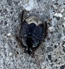 Pangaeus bilineatus