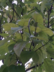Catalpa speciosa