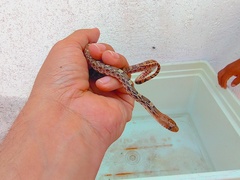 Pituophis deppei
