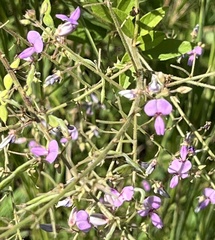 Desmodium glabellum