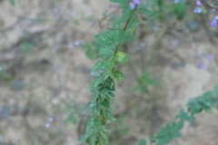 Desmodium ciliare