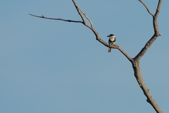 Notharchus macrorhynchos