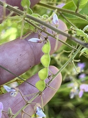 Desmodium glabellum