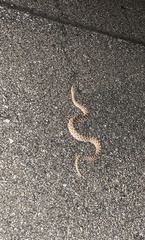 Sistrurus tergeminus