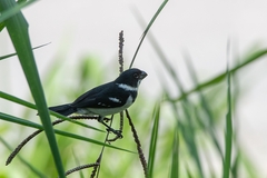 Sporophila americana