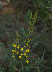 Acacia dentifera