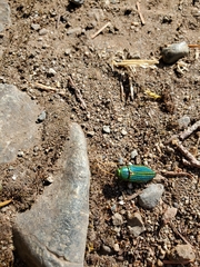 Buprestis aurulenta