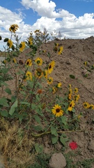 Helianthus annuus