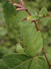 Stigmella intermedia
