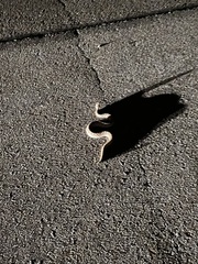 Sistrurus tergeminus