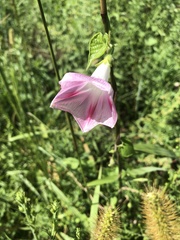 Ipomoea triloba