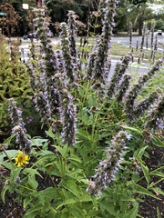 Agastache