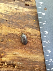 Tenebrioninae