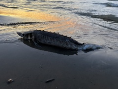 Acipenser fulvescens