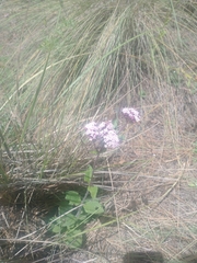 Stevia