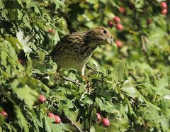 Emberiza calandra