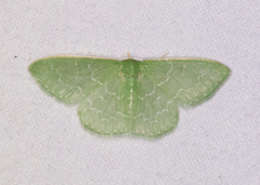 Synchlora frondaria