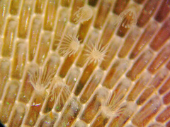 Membranipora membranacea