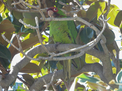 Psittacara mitratus