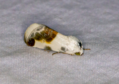 Acontia cretata