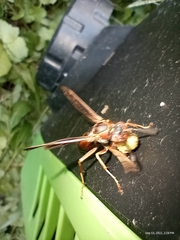 Polistes rubiginosus