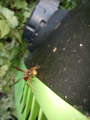 Polistes rubiginosus