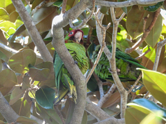 Psittacara mitratus